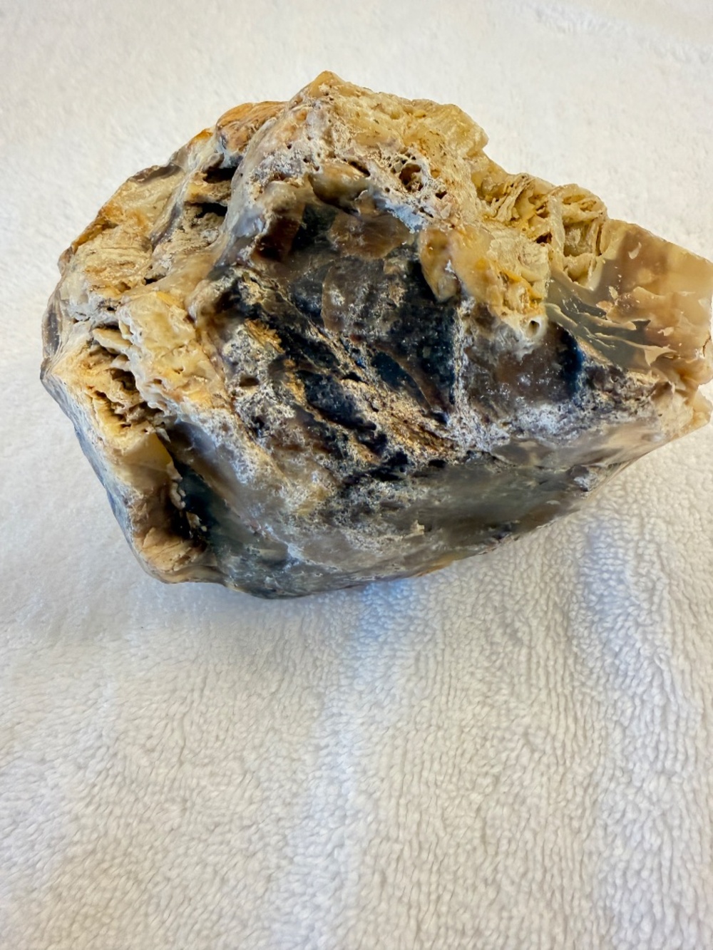 Where Is This From? Big Specimen of Petrified Wood - Picture 2 of 10